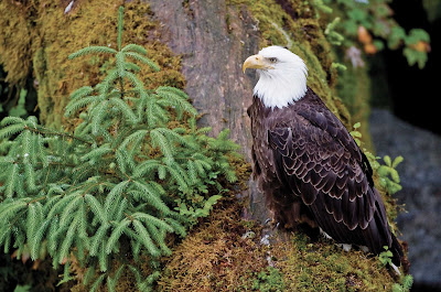 See bald eagles in their natural habitat on a cruise through Alaska's Inside Passage.
