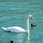 Mute Swan