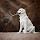 Golden Retriever Wallpapers New Tab HD