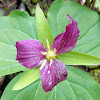 Trillium