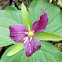 Trillium