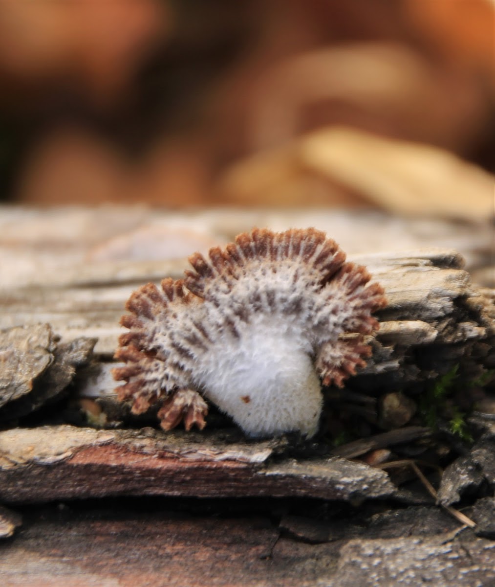 Split-gilled Mushroom