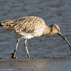 Curlew