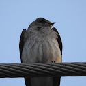 Northern Rough-winged Swallow