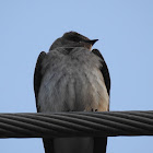 Northern Rough-winged Swallow