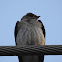 Northern Rough-winged Swallow