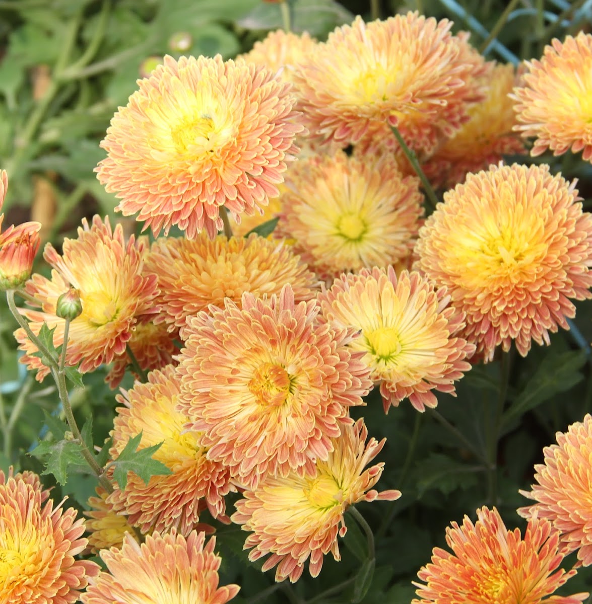 Chrysanths