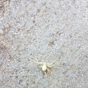 crab spider