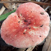 unknown toadstool