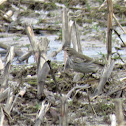 Water Pipit