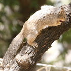 Rock Squirrel