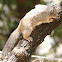 Rock Squirrel