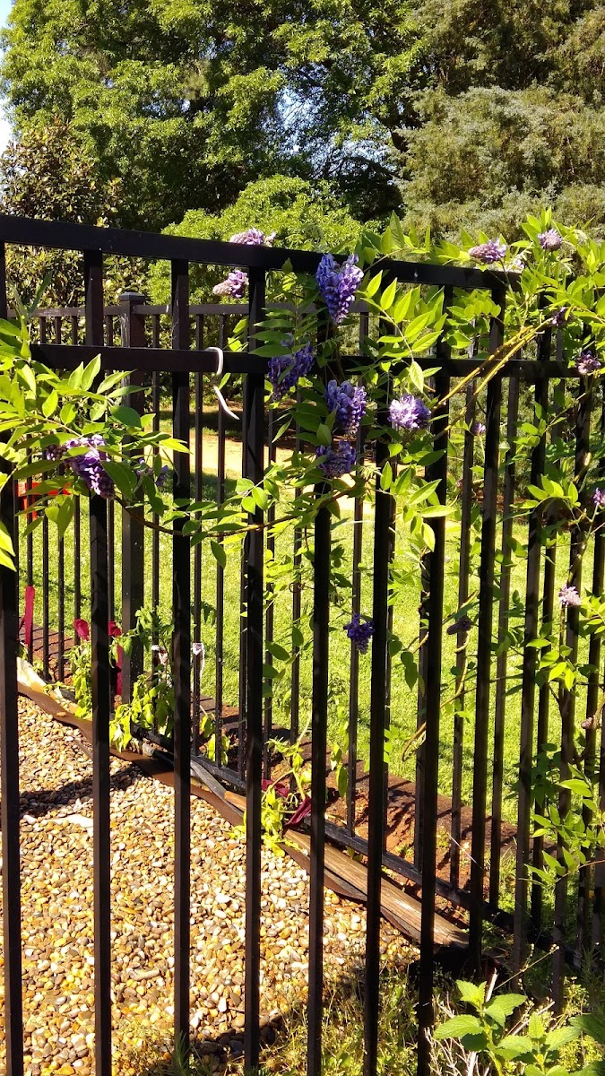 American Wisteria