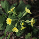 Cowslip