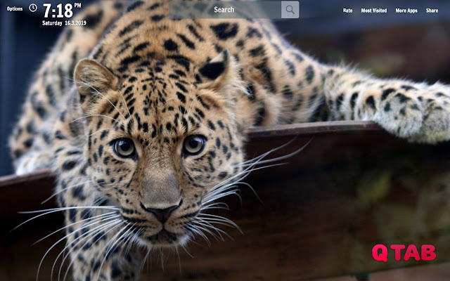 Jaguar New Tab Jaguar Wallpapers