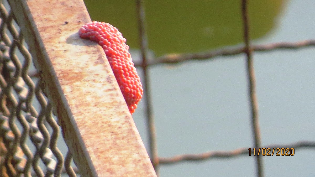 Apple Snail eggs