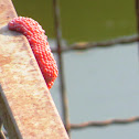 Apple Snail eggs