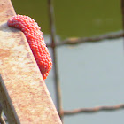 Apple Snail eggs