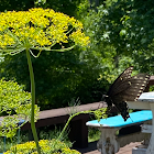 Eastern black swallowtail (female with eggs)