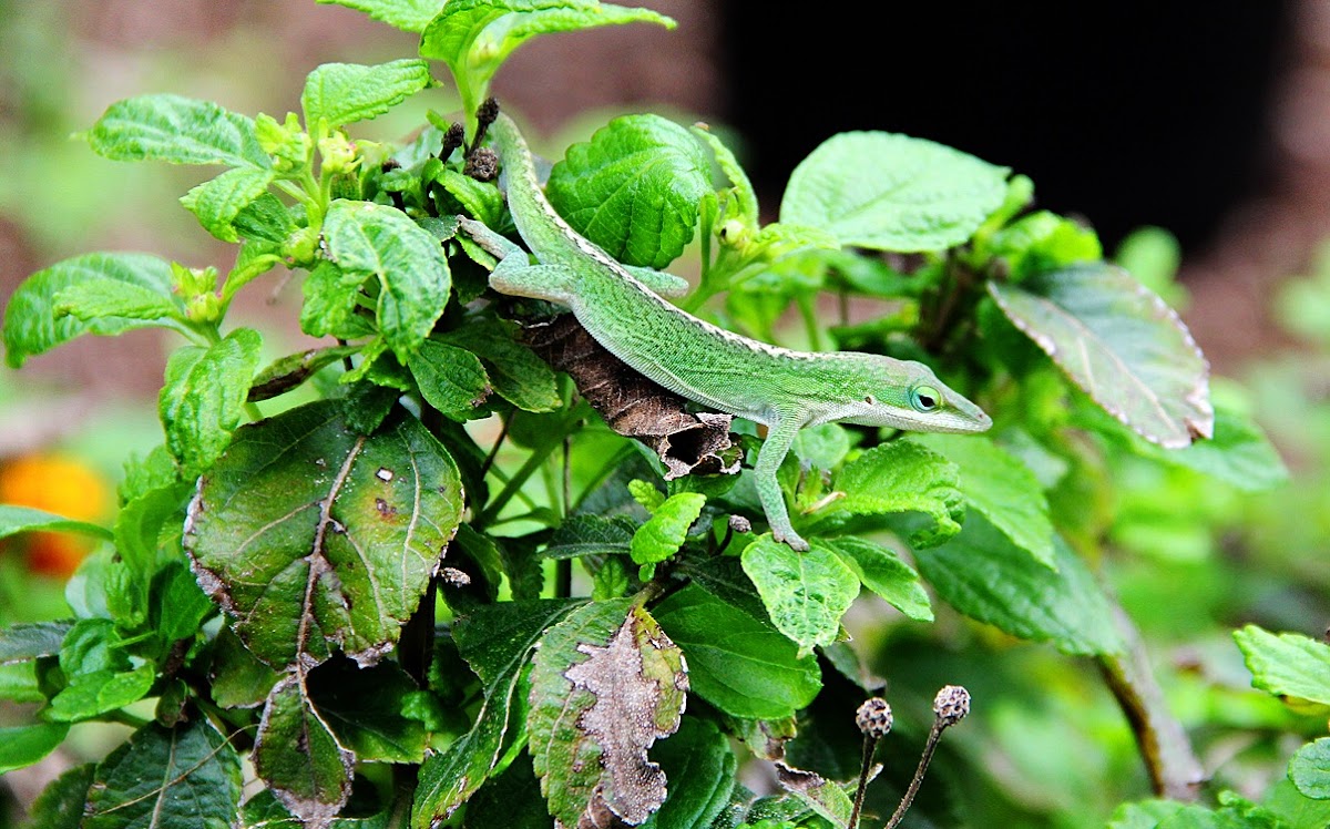 Green Anole Lizard