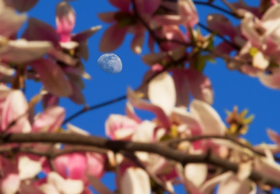 La Luna in fiore di gaspare_aita