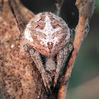 Spotted orb weaver