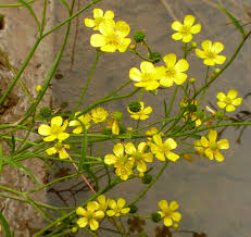 lesser spearwort flowers