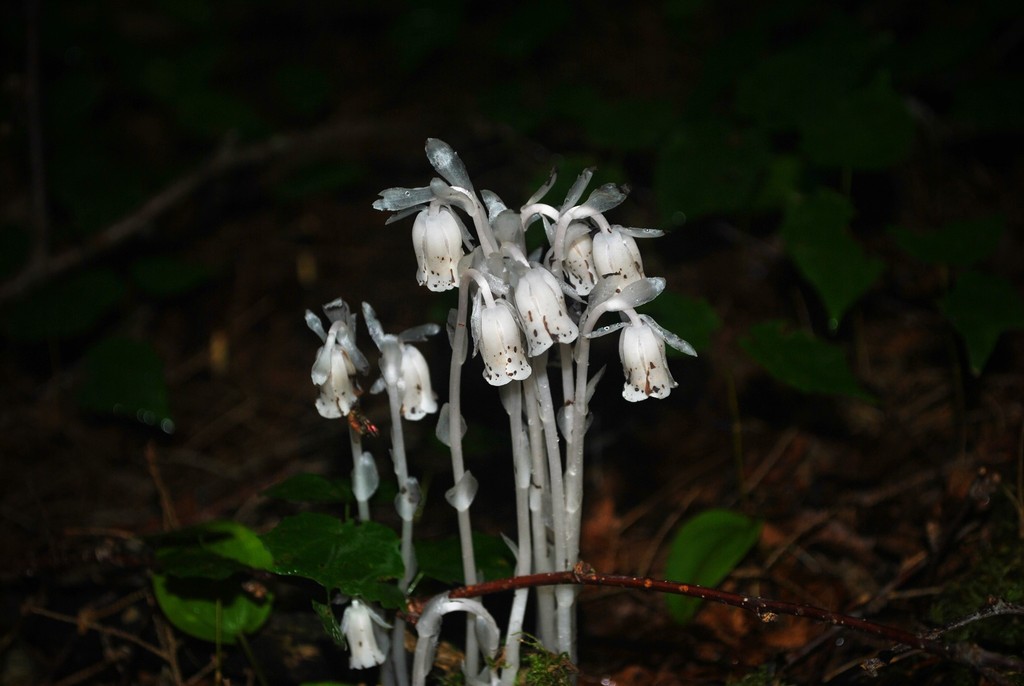 Indian Pipe