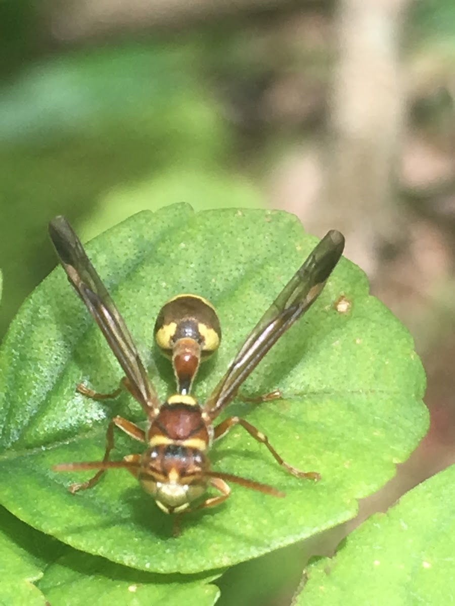 Tropical Paper Wasp