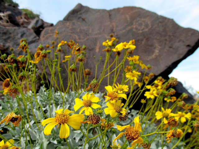 Flowers below a petroglyph boulder