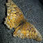 Variegated fritillary