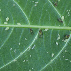 Crape Myrtle Aphids