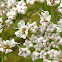 Chinese Hemlock Parsley