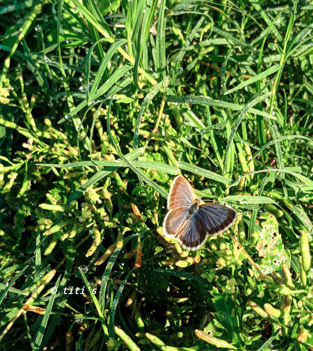 Small Blue butterfly