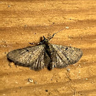 Pug Moth