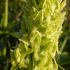 Tall Green Bog Orchid