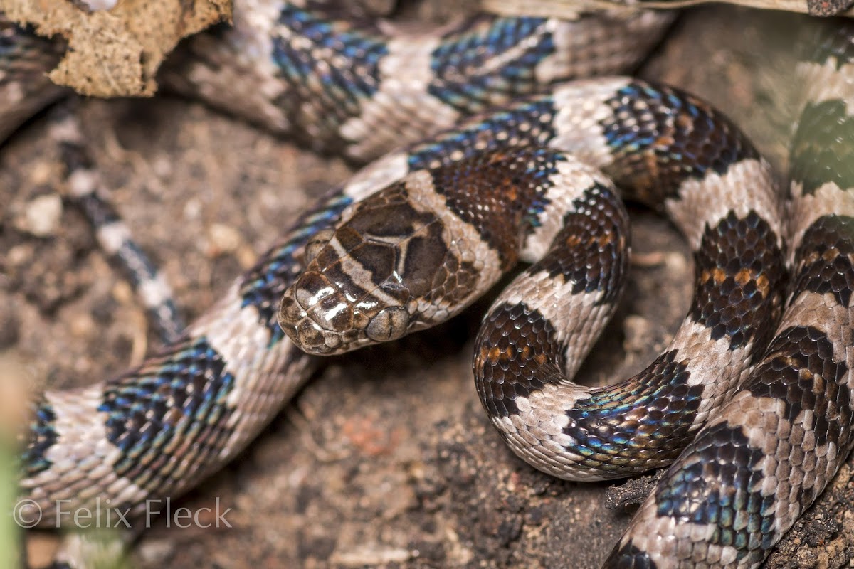 Mexican Lyre Snake