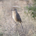 Bendire's Thrasher