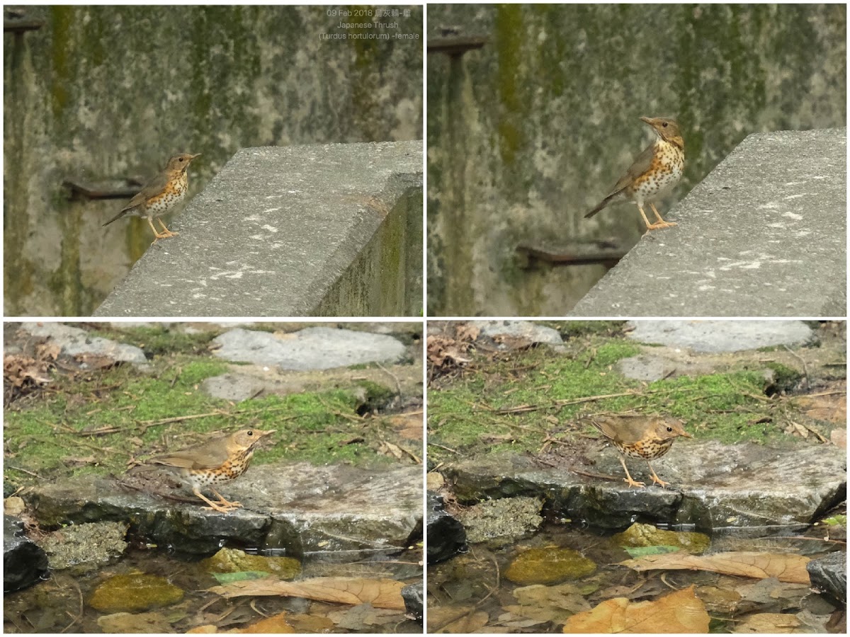 Japanese Thrush 烏灰鶇-雌