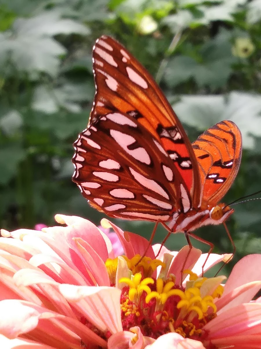 Gulf Fritillary