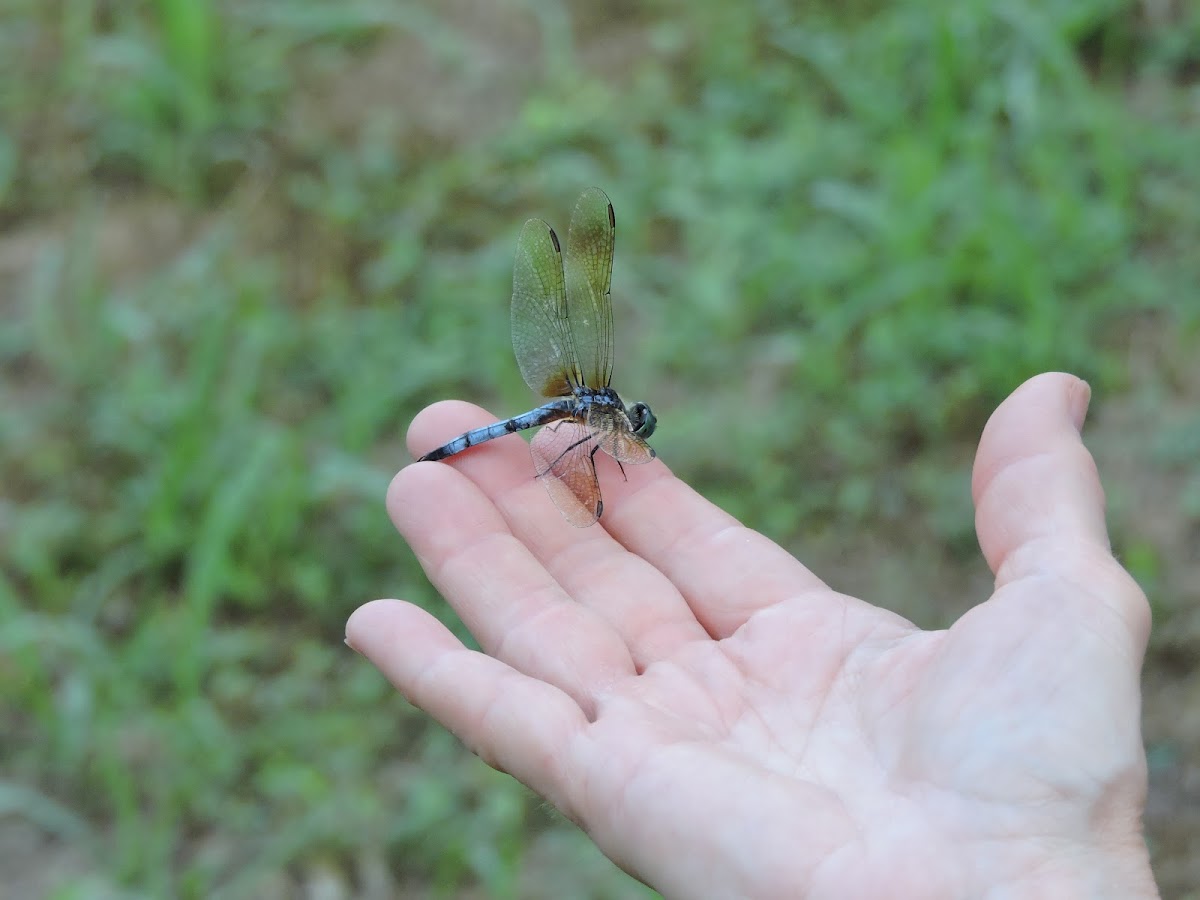 Blue Dasher Dragonfly