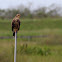 snail kite