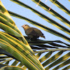 Palm tanager