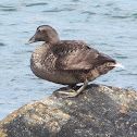 Common Eider