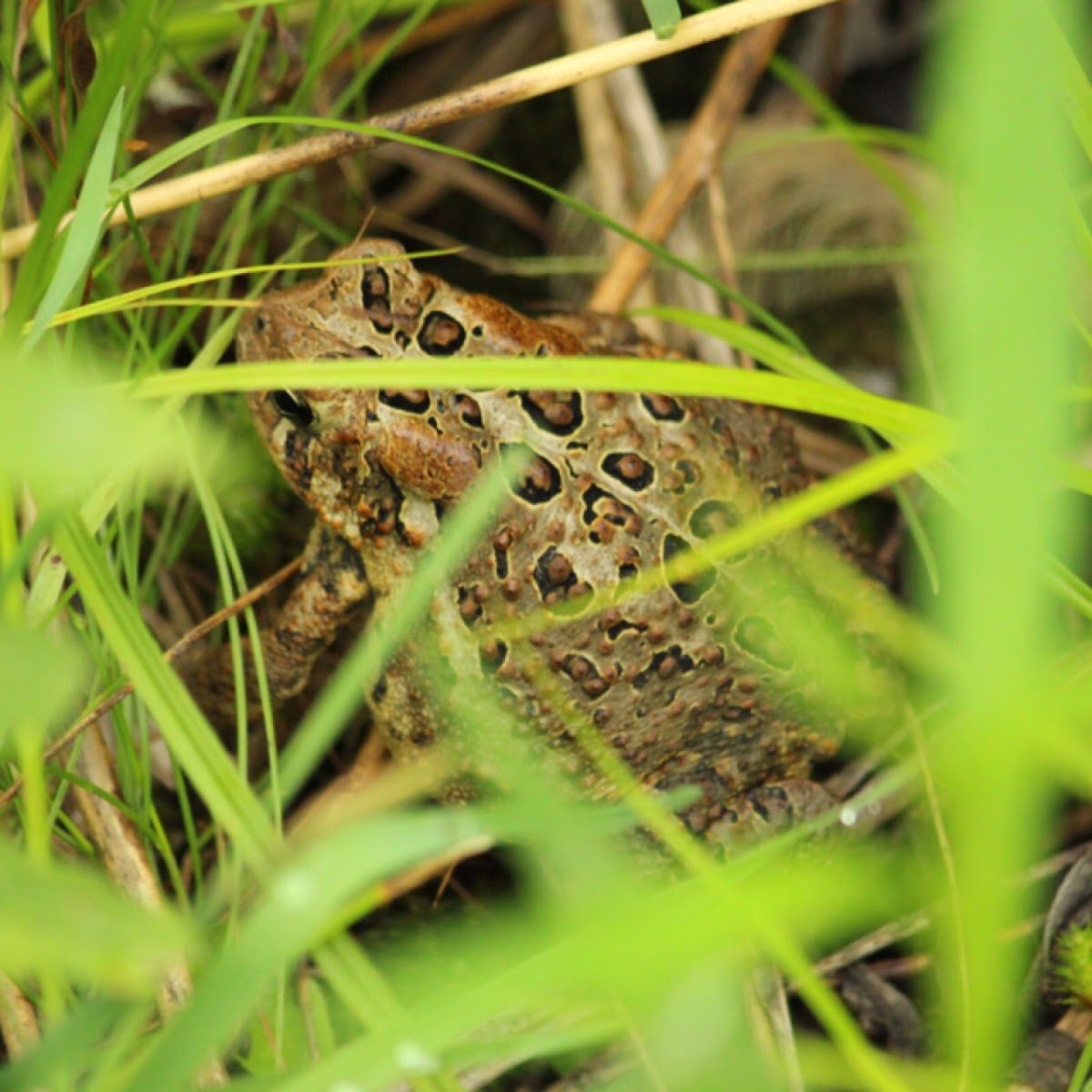 Eastern American Toad