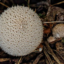 Gem-studded puffball