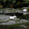 Water Lilies