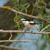 Masked Shrike