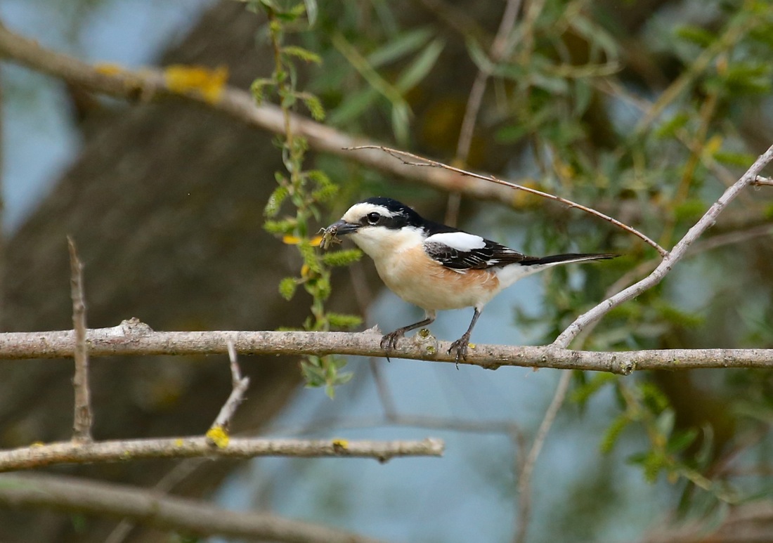 Masked Shrike