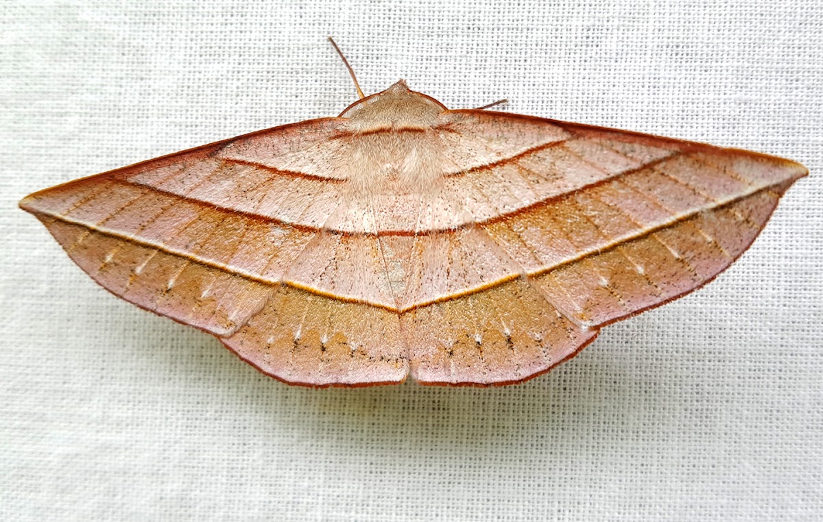 Triple-Banded Geometer